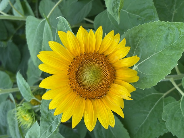 大きいひまわり