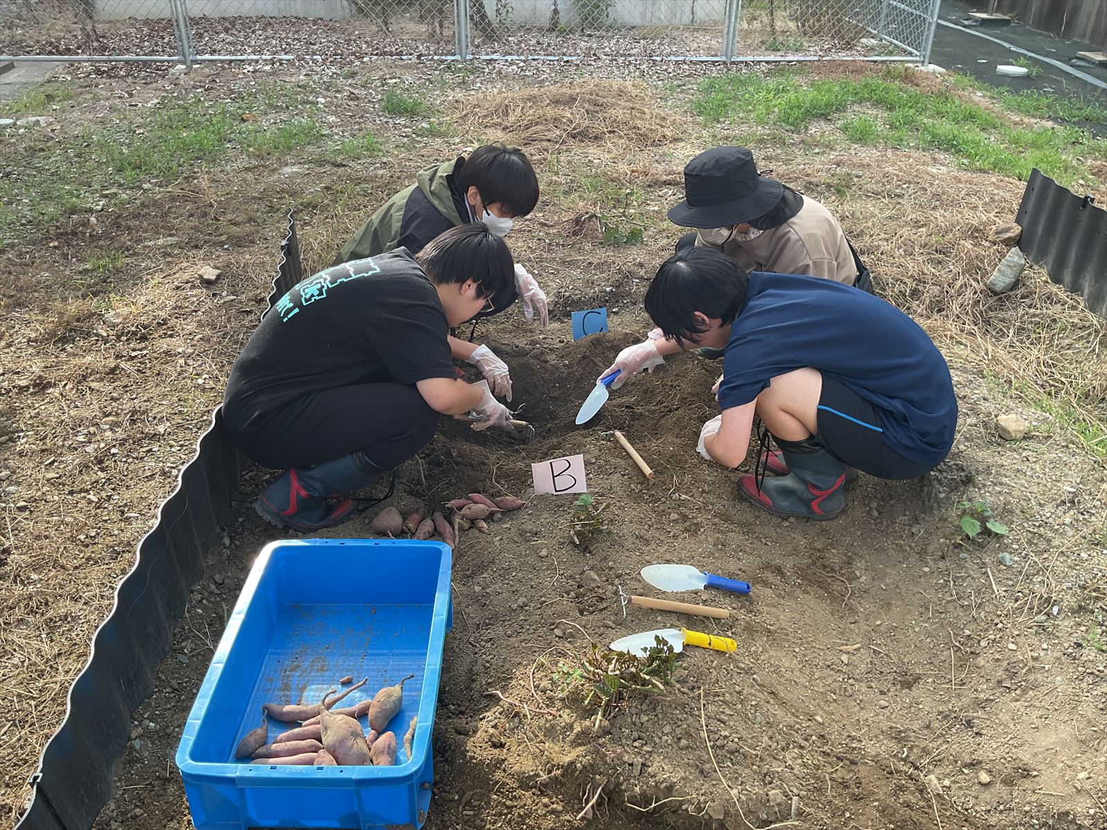 さつまいも掘り (9)_R