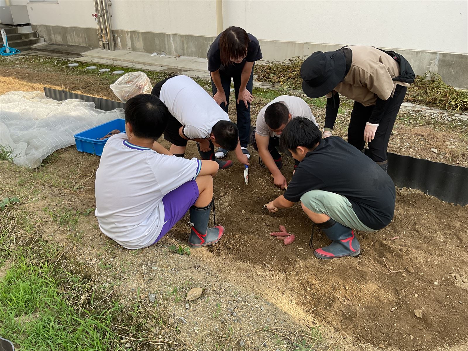 さつまいも掘り (11)_R