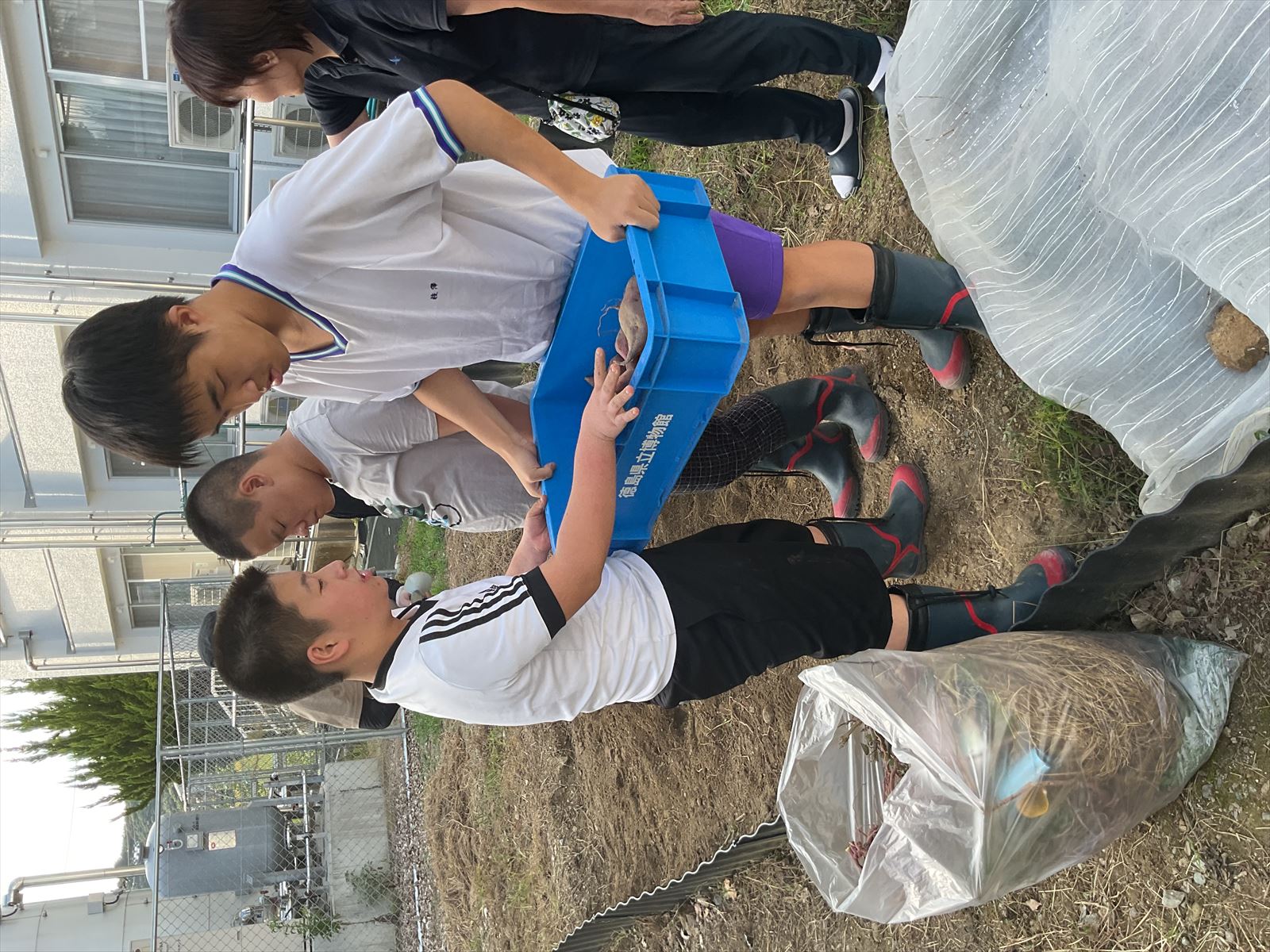 さつまいも掘り (13)_R